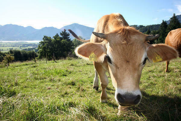 Murnau-Werdenfelser Rinder 
