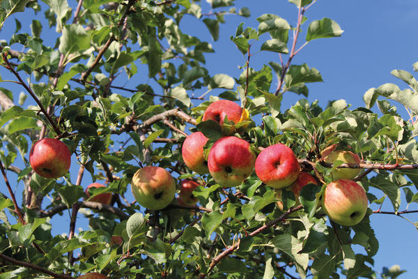 Apfelbaum an der Glentleiten