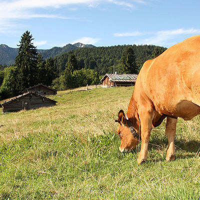Almgelände mit Murnau-Werdenfelser Rind