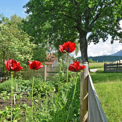 Der Garten vom Hoderer-Hof aus Kochel