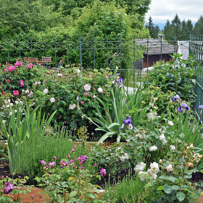 Im Garten am Kramerladen wachsen neben Lilien und Lavendel vor allem historische Rosensorten.