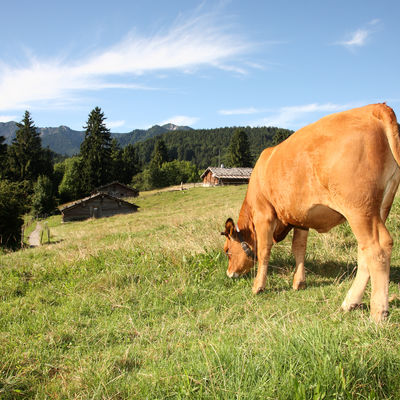 Murnau-Werdenfelser Rind