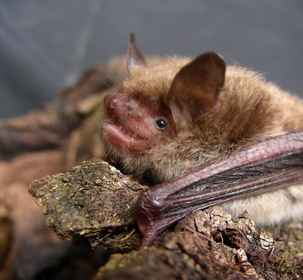 Langohr Fledermaus