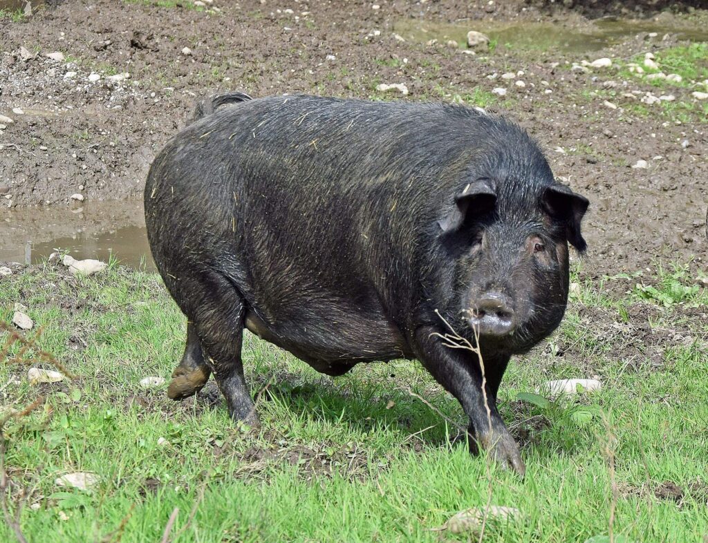 Ein schwarzes Schwein mit borstigem, nassem Fell.