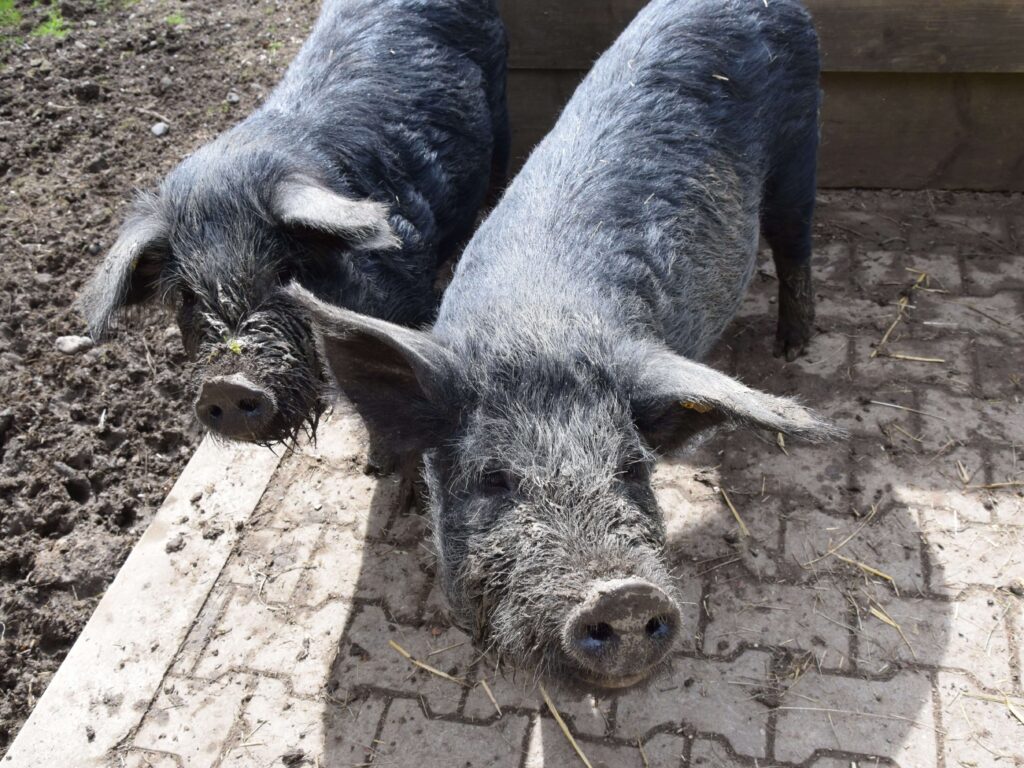 Zwei schwarze, halbwüchsige Schweine mit schwarzem, borstigen Fell.
