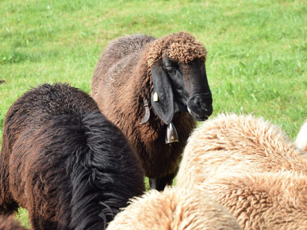 Ein braunes Schaf mit Glöckchen um den Hals.