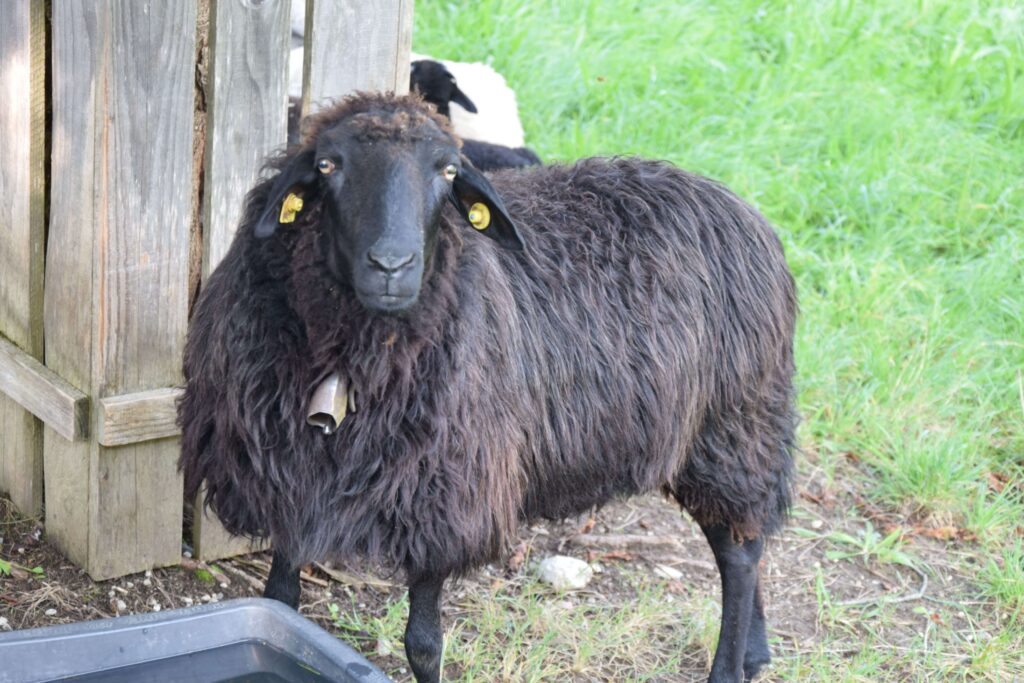 Ein dunkelbraunes Schaf mit Glöckchen um den Hals