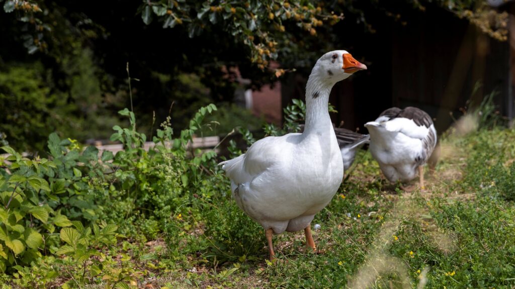 Eine weiße Gans mit grauen Flecken an Hals und Kopf, dahinter streckt eine weitere Gans dem Betrachter ihr Hinterteil entgegen.
