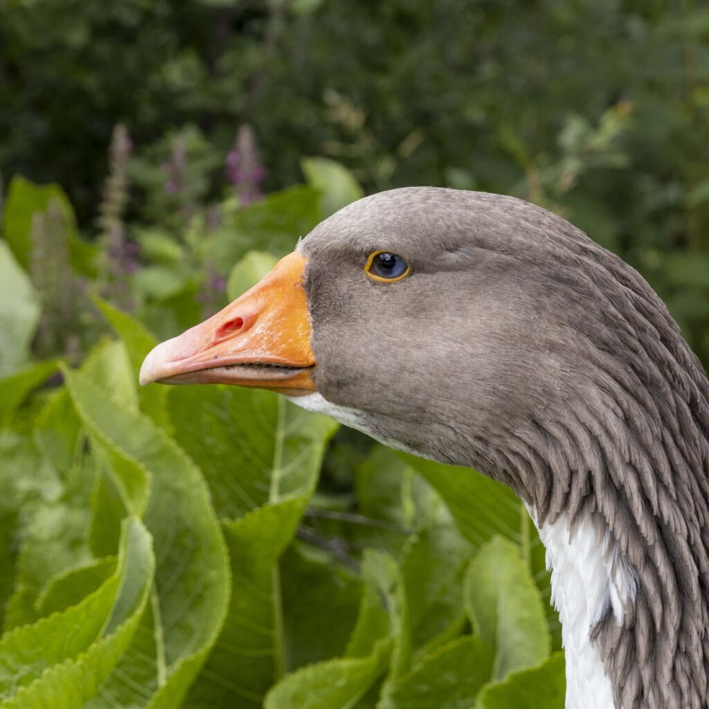Kopf einer Gans: Der Schnabel ist orange, der Kopf grau, das Auge blau und gelb umrandet. Der Hals ist vorne weiß, hinten grau.